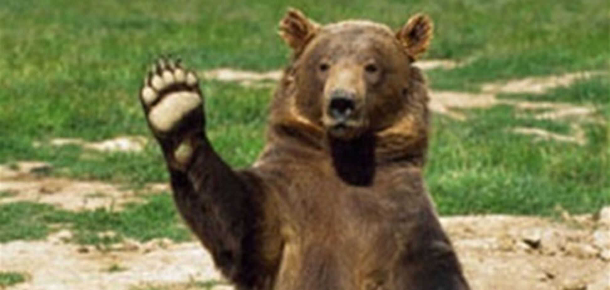 В России медведь забрел на общественный праздник