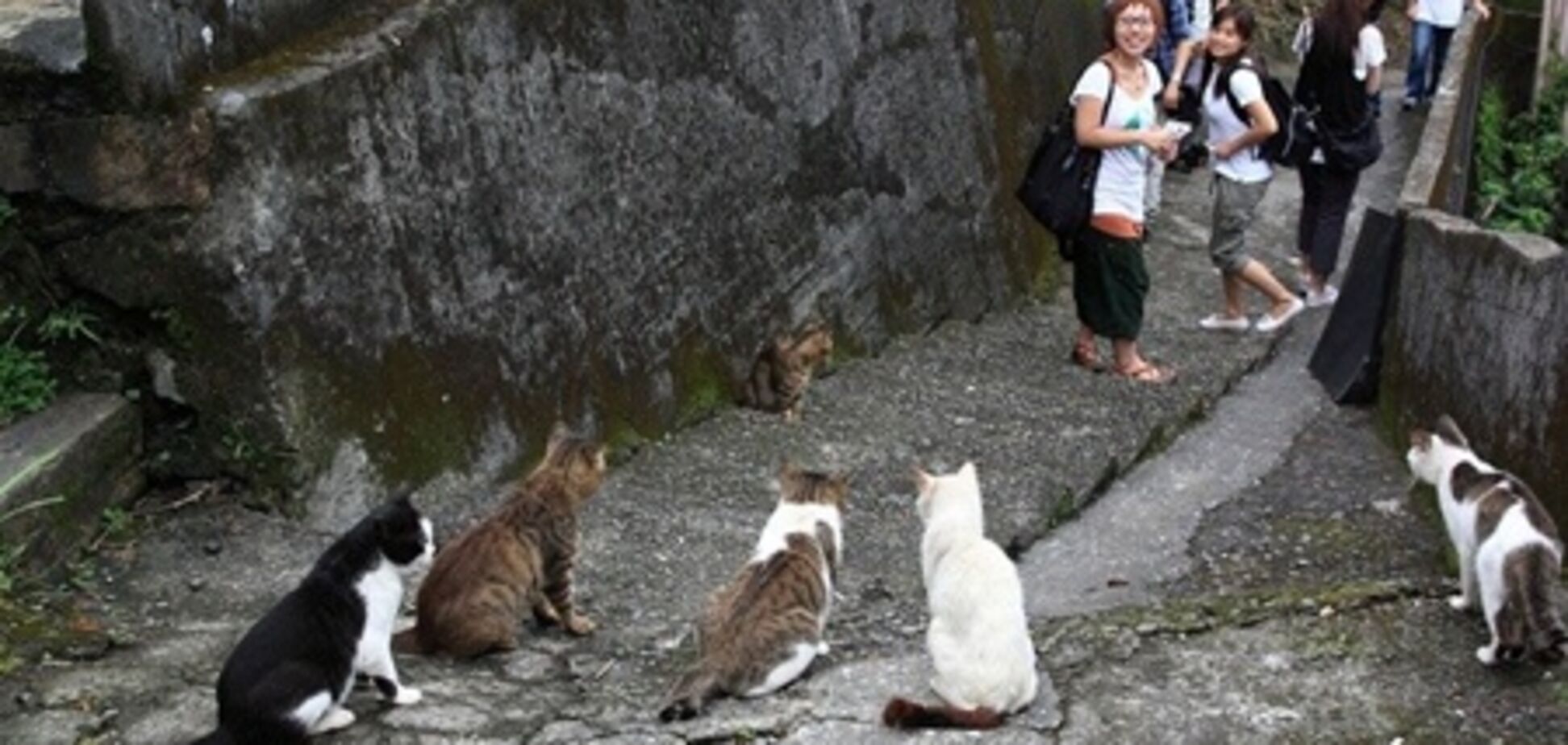 На Тайване живет целая деревня кошек