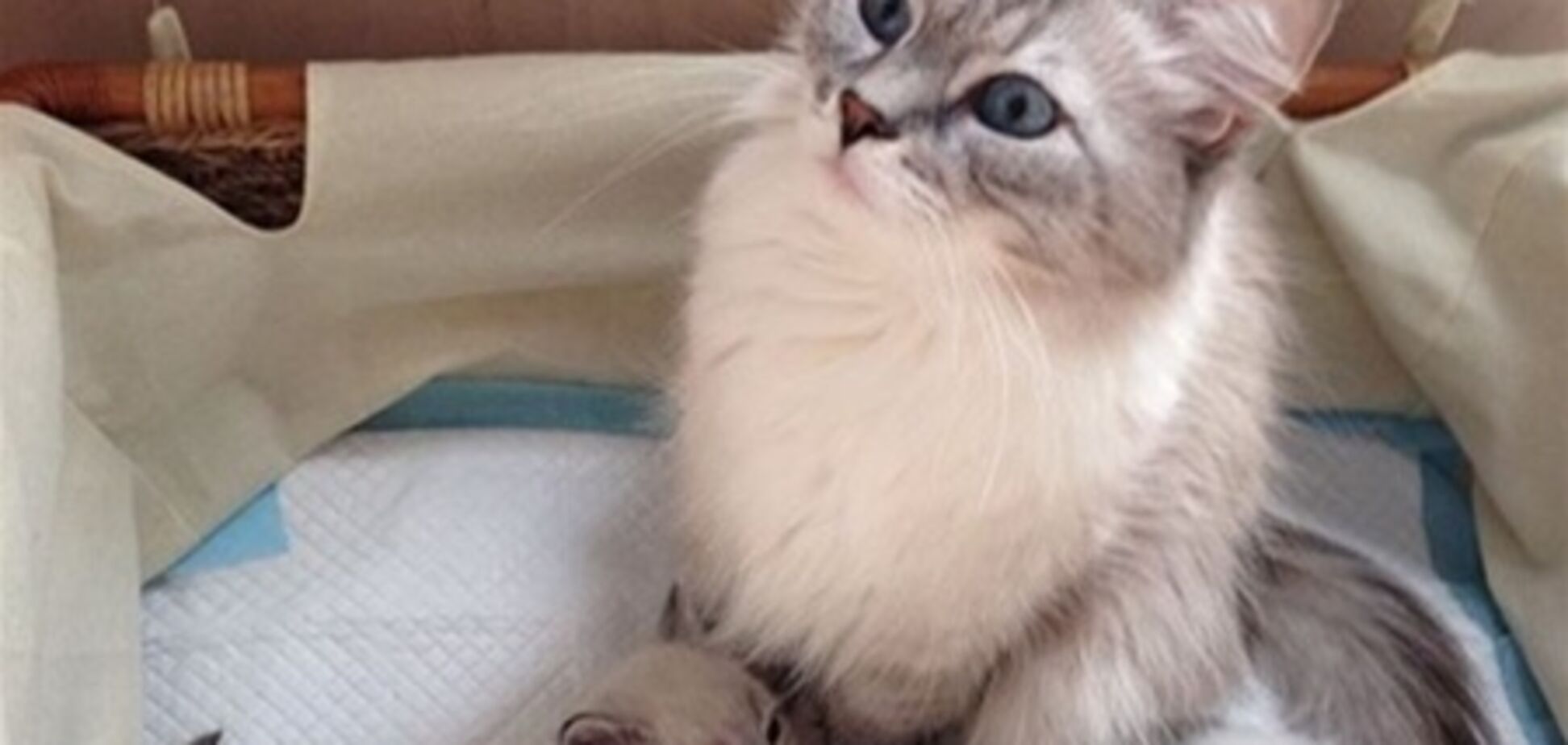 Медведев: кошка Милка родила котят