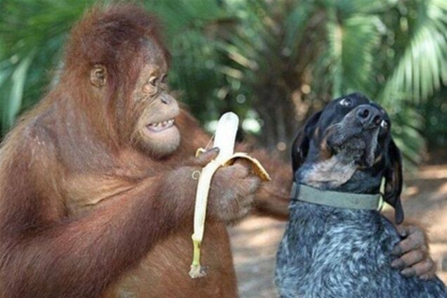 В поисках общего языка... суржика