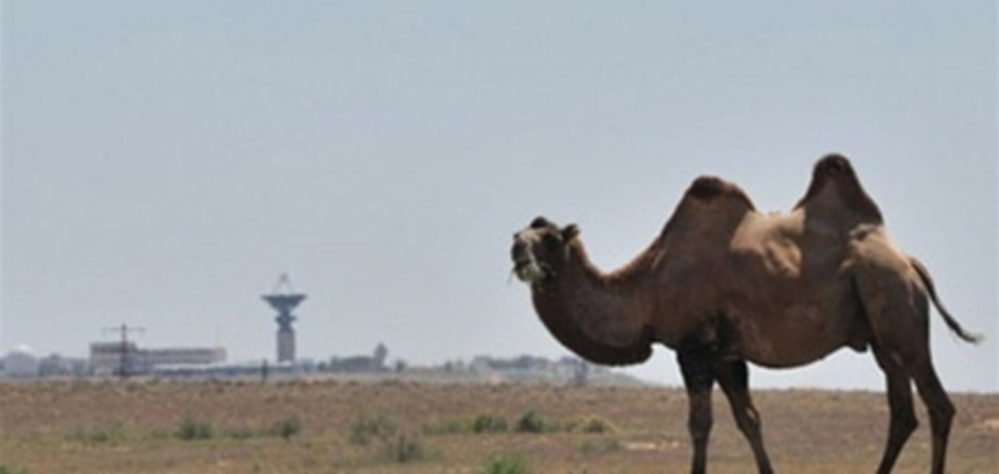 У Казахстані на верблюдів повісять світловідбивачі