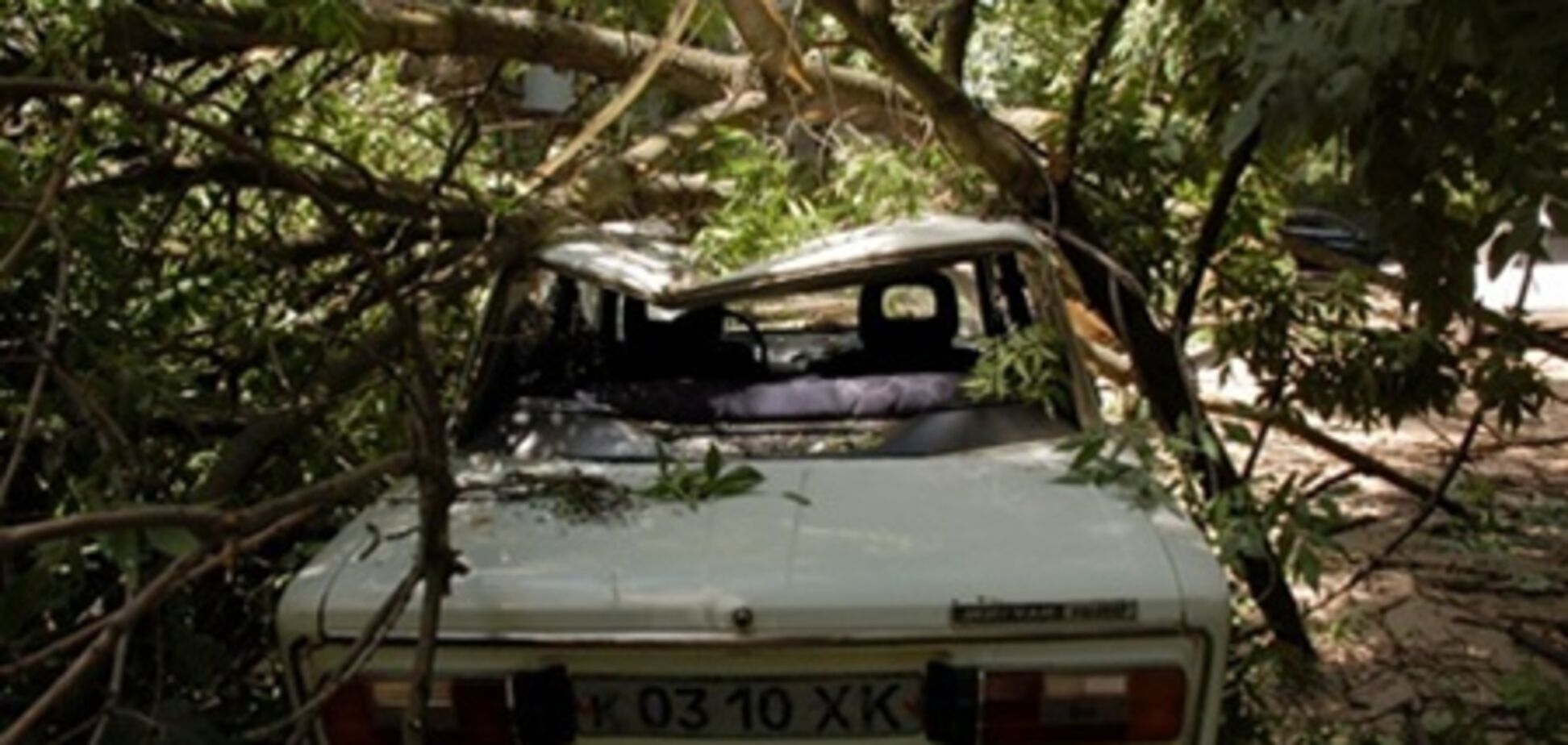 В Харькове огромное дерево раздавило сразу две 'шестерки'