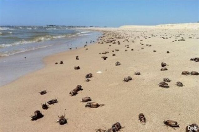 На литовських пляжах подохли 80 тонн хрущів