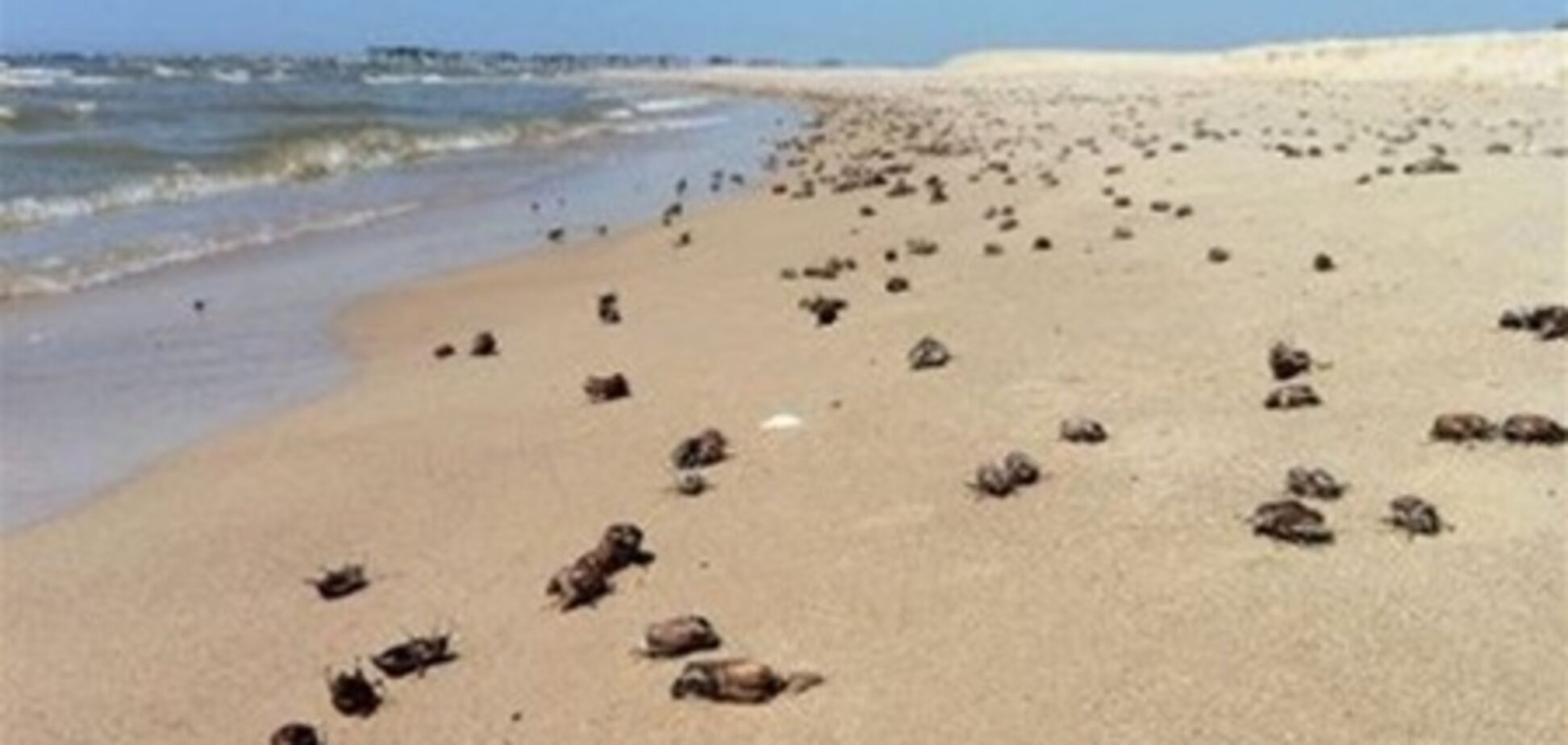 На литовських пляжах подохли 80 тонн хрущів