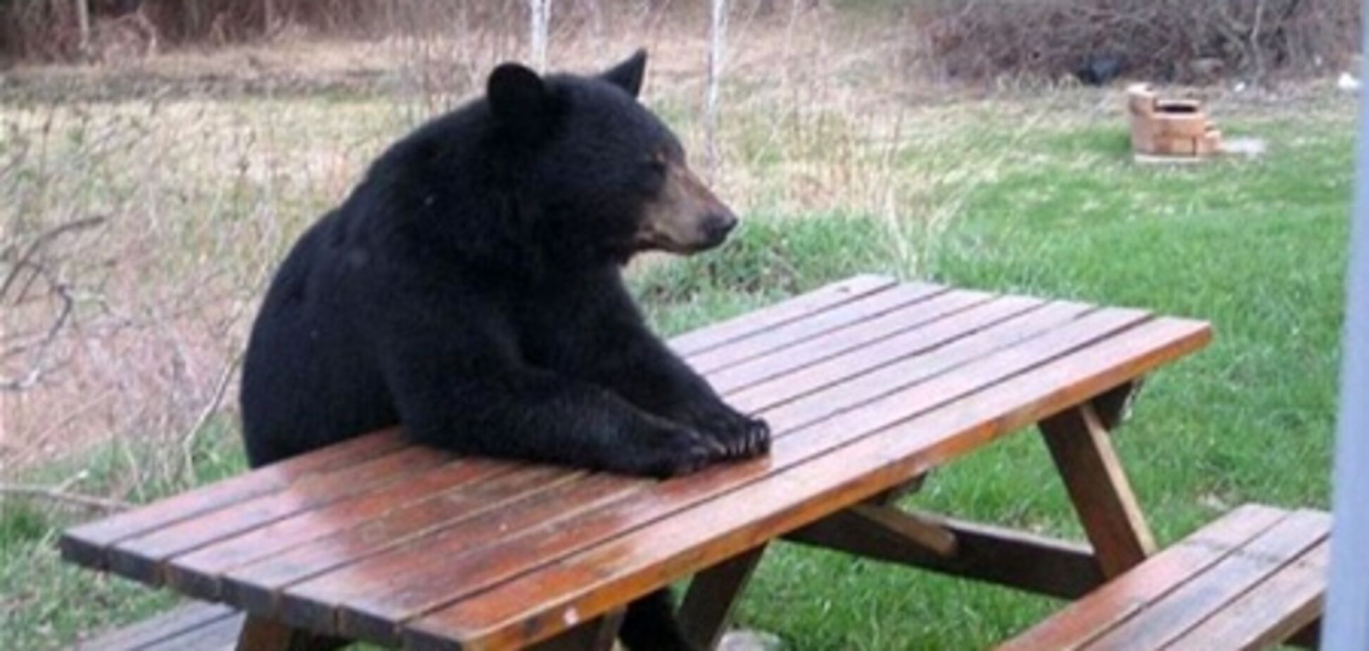 В США медведь пришел к туристам поесть шашлыка