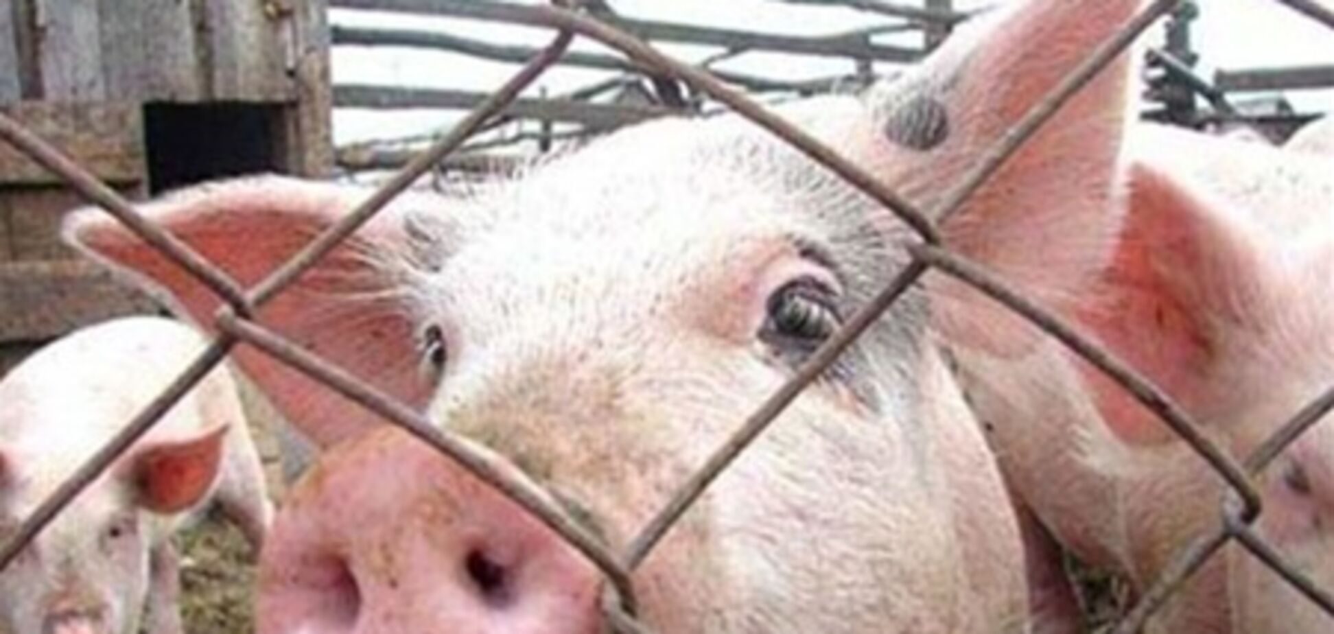 Украина запретила свинину из Беларуси