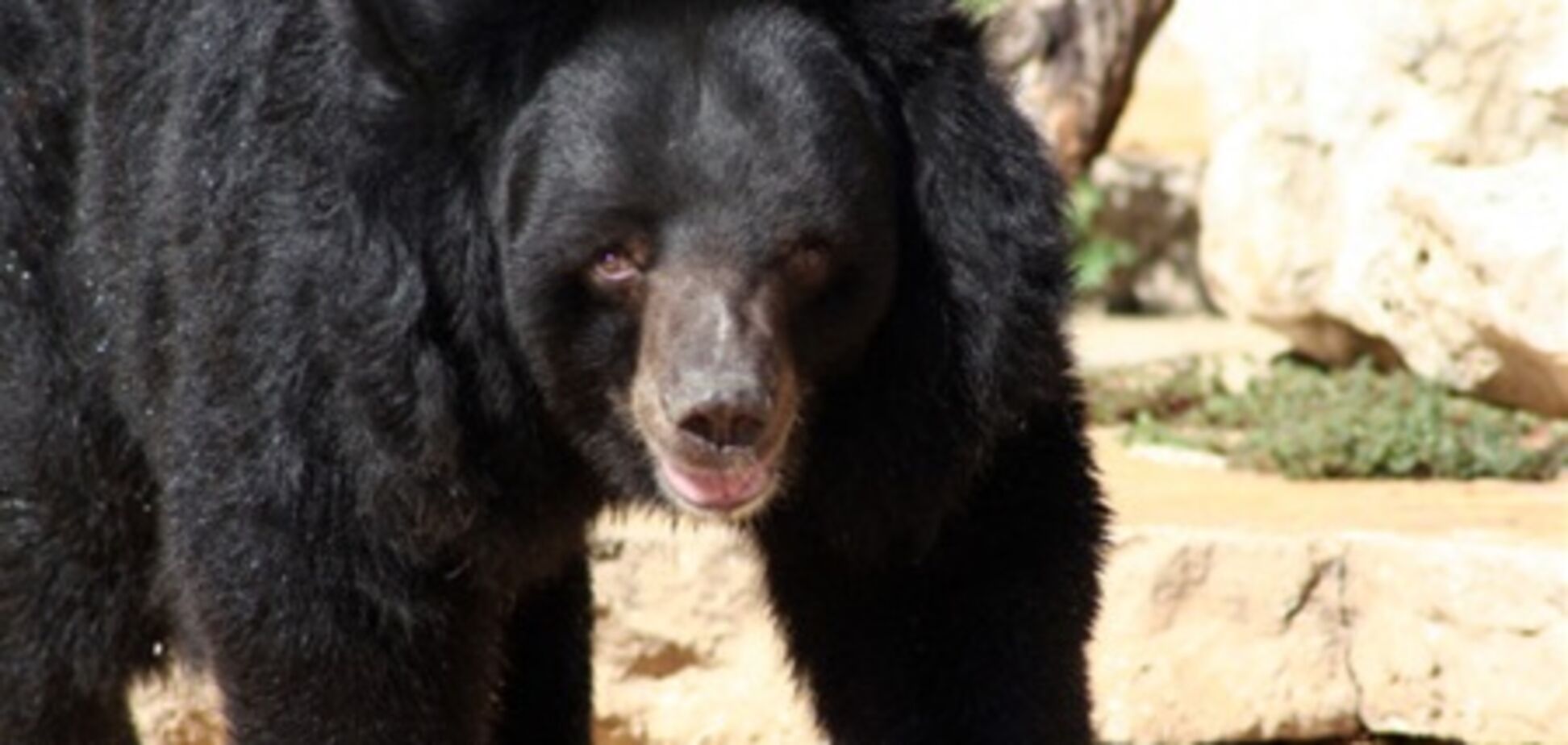 Медведь напал на туриста из-за куска мяса