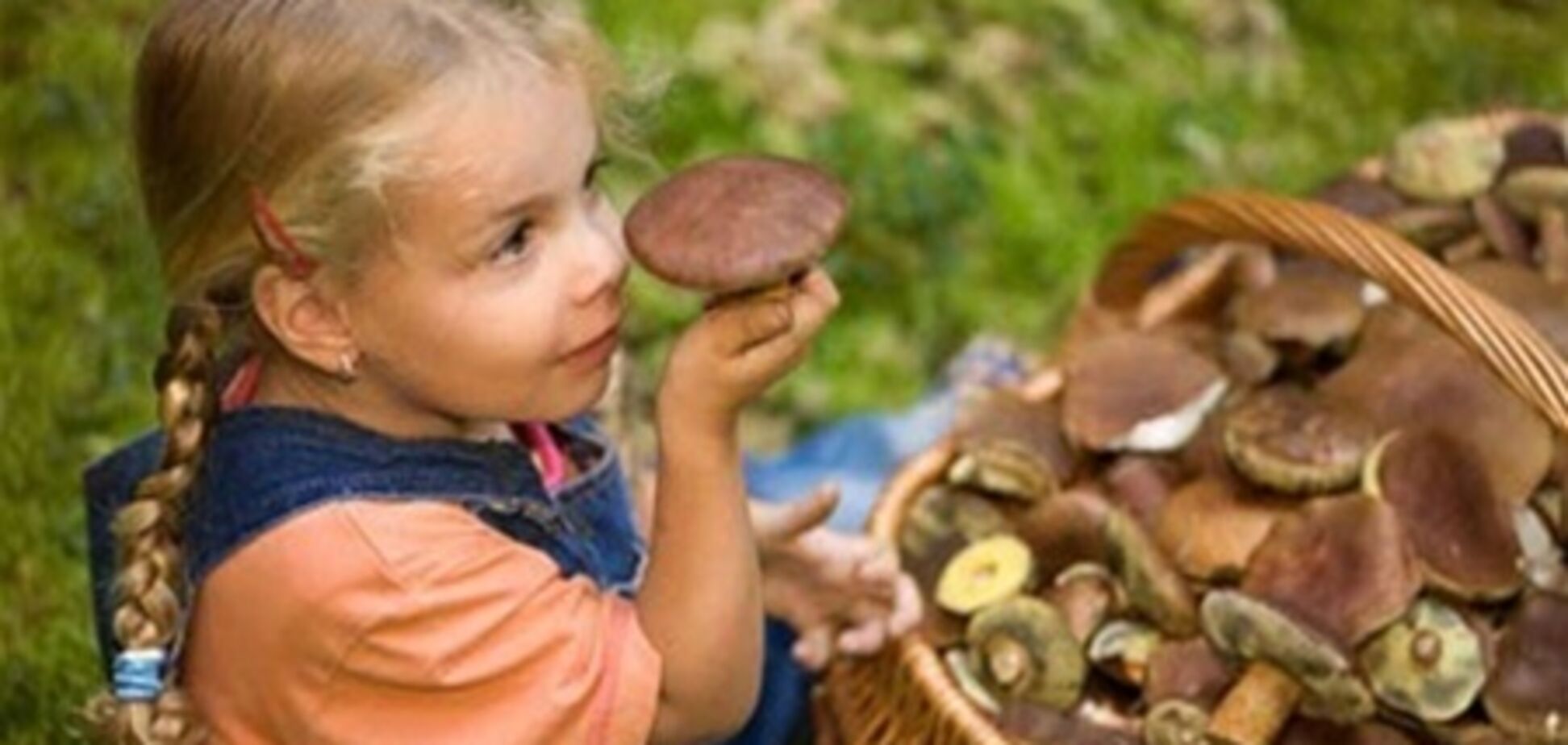 Власти Крыма опровергли информацию о налоге на сбор грибов и ягод