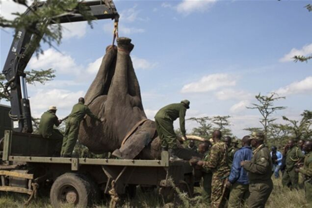 Переселення слонів в Кенії