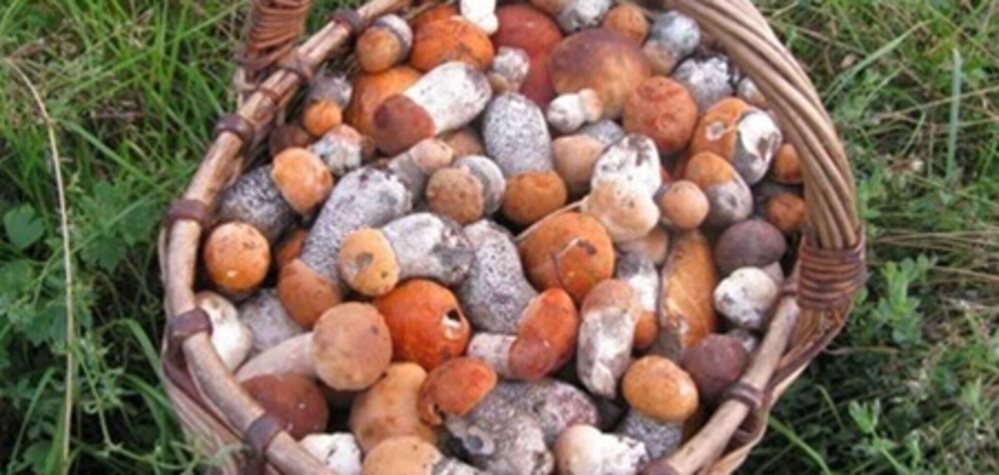 Власти Крыма пообещали не брать налог с грибников