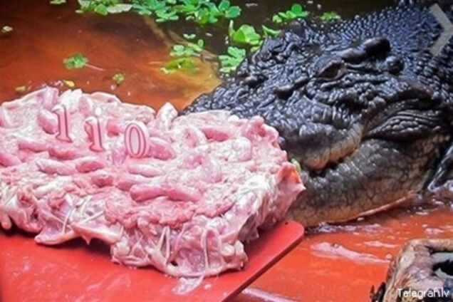 Найбільший у світі крокодил відзначив 110-річчя