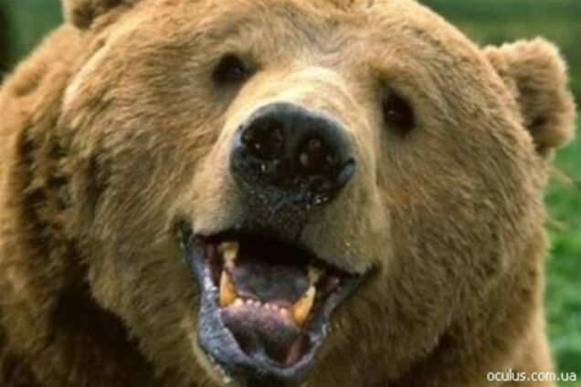 К посольству России в Вашингтоне пришел медведь
