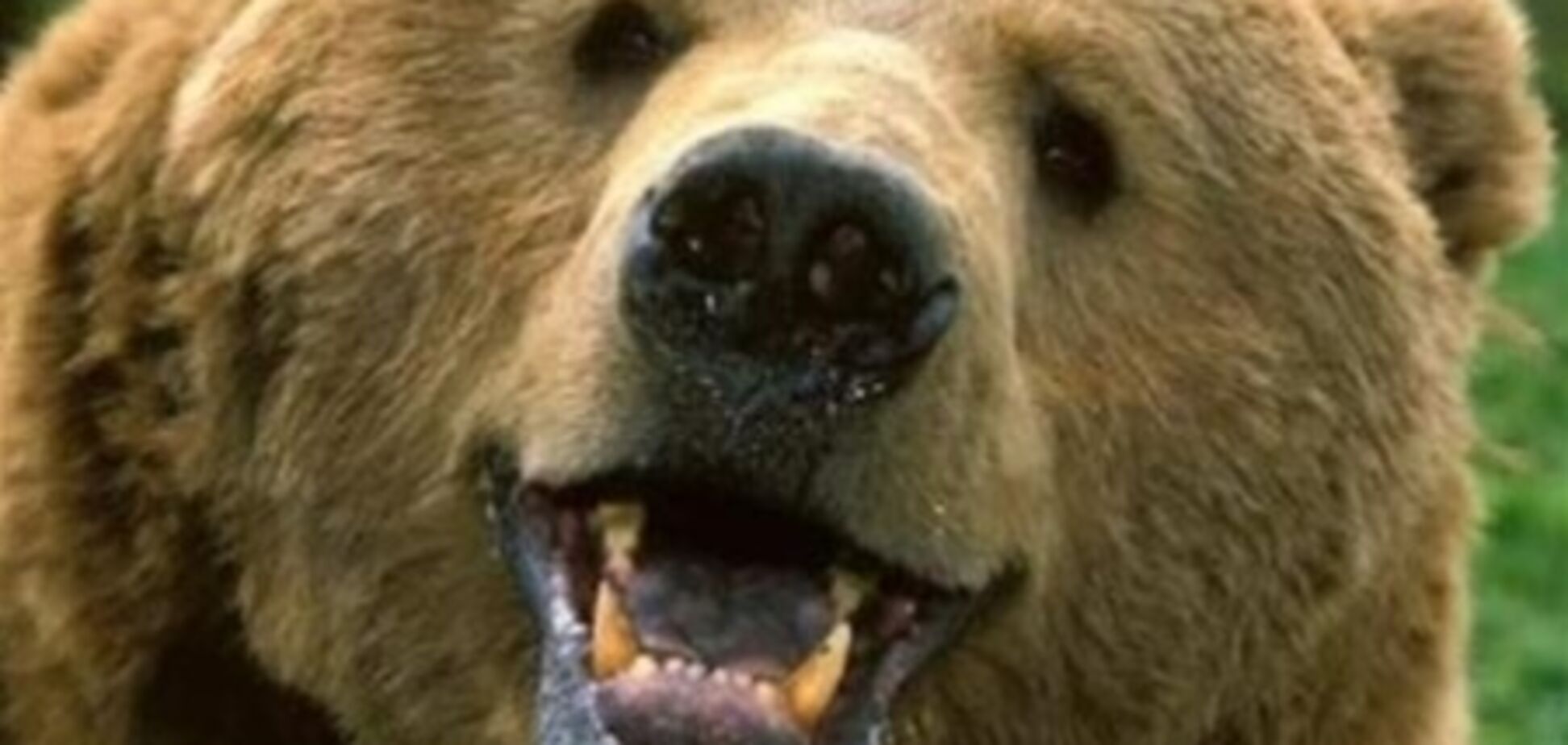 К посольству России в Вашингтоне пришел медведь
