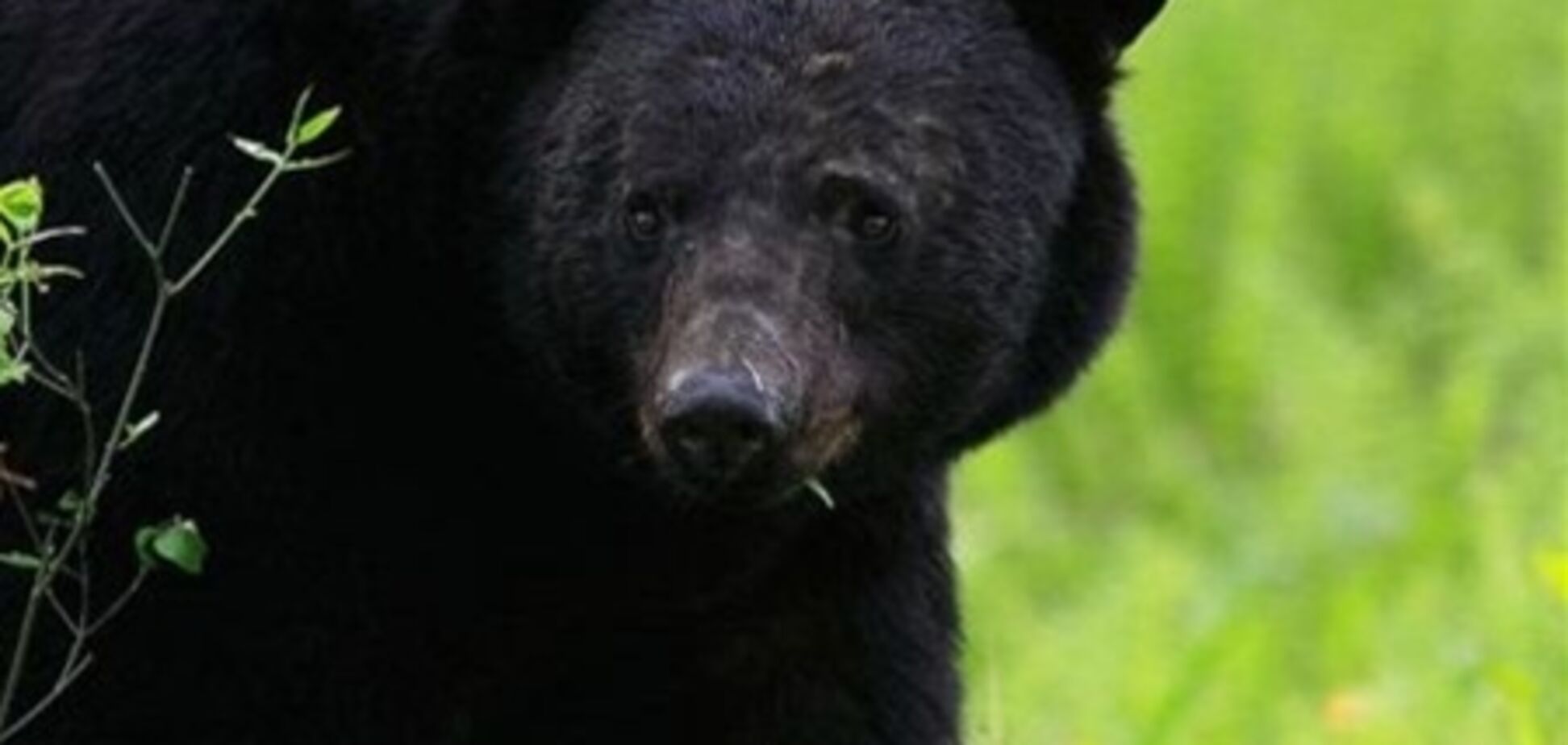 У США чорний ведмідь пробрався в зоопарк