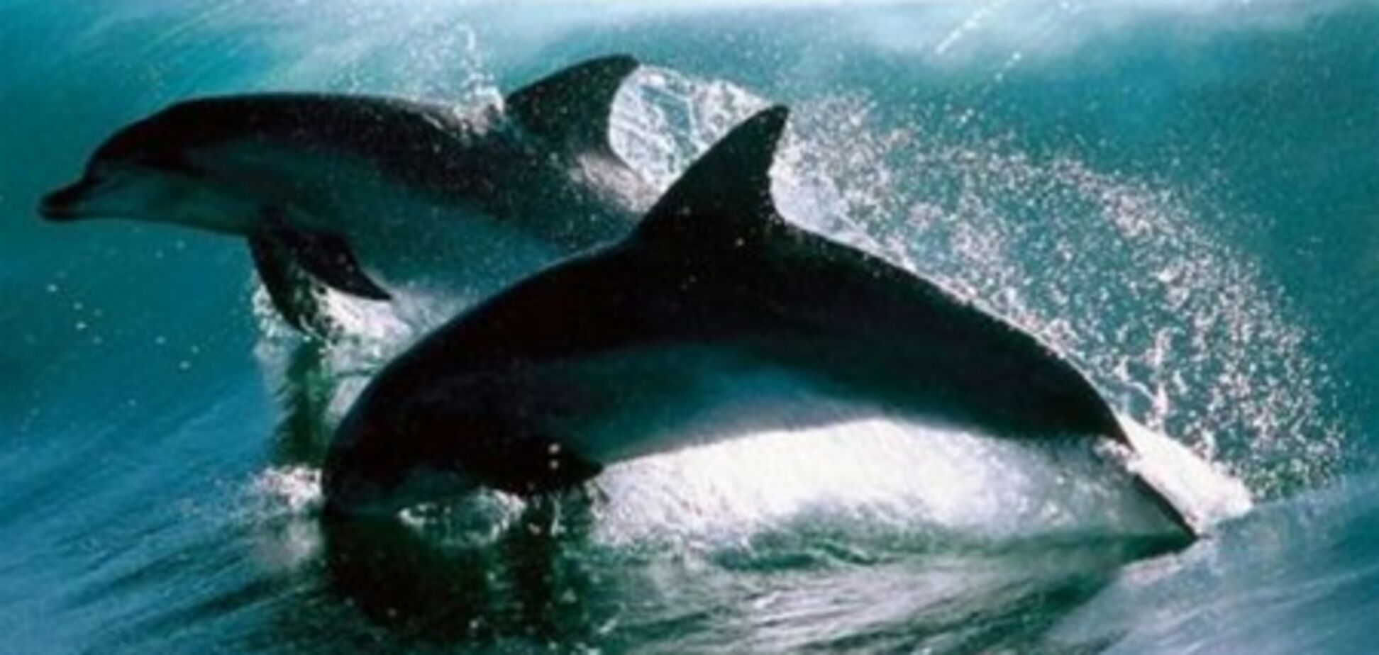 На берегу Черного моря нашли мертвых дельфинов