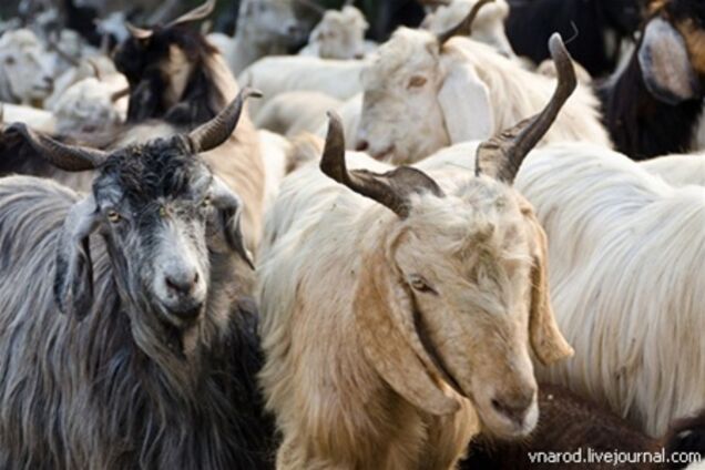 В Индии за повреждение автомобиля задержали трех козлов