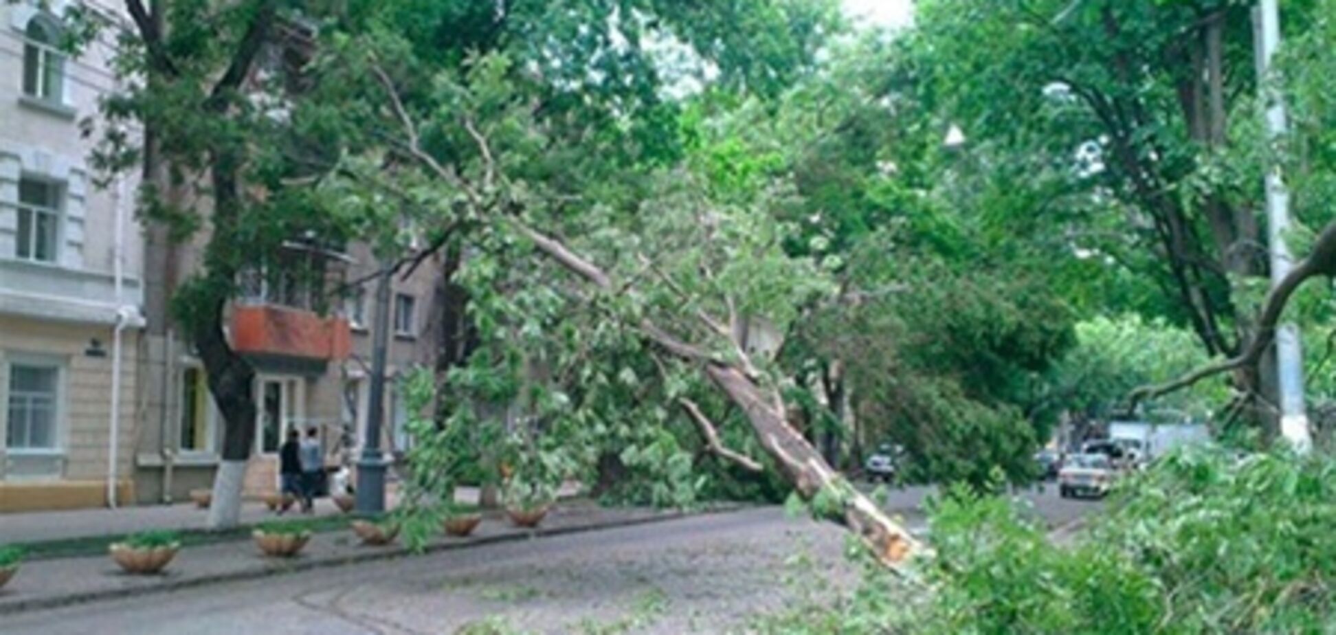 Ураган в Одессе: 3 тыс. поваленных деревьев вывезут на свалку