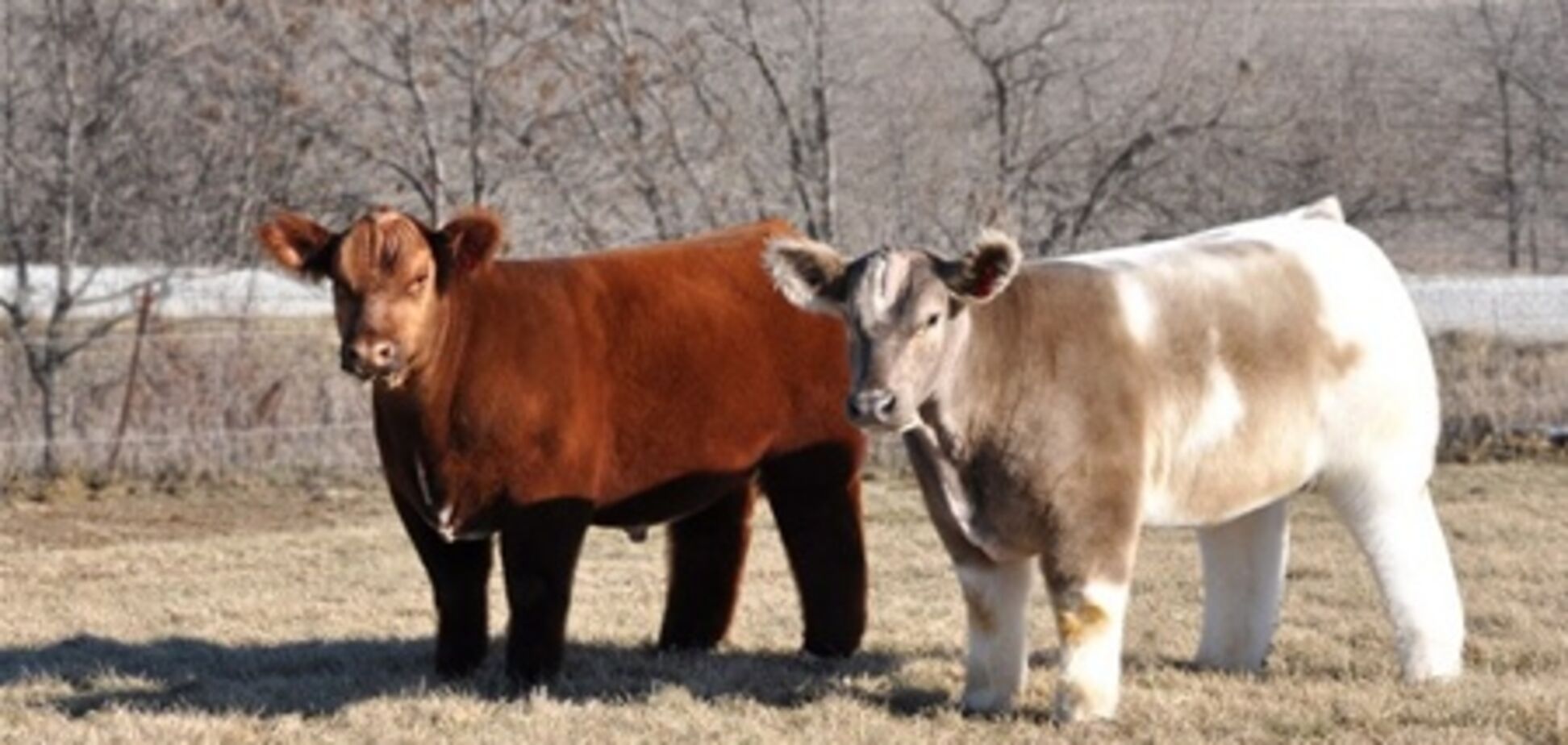 Плюшеві корови з Айови