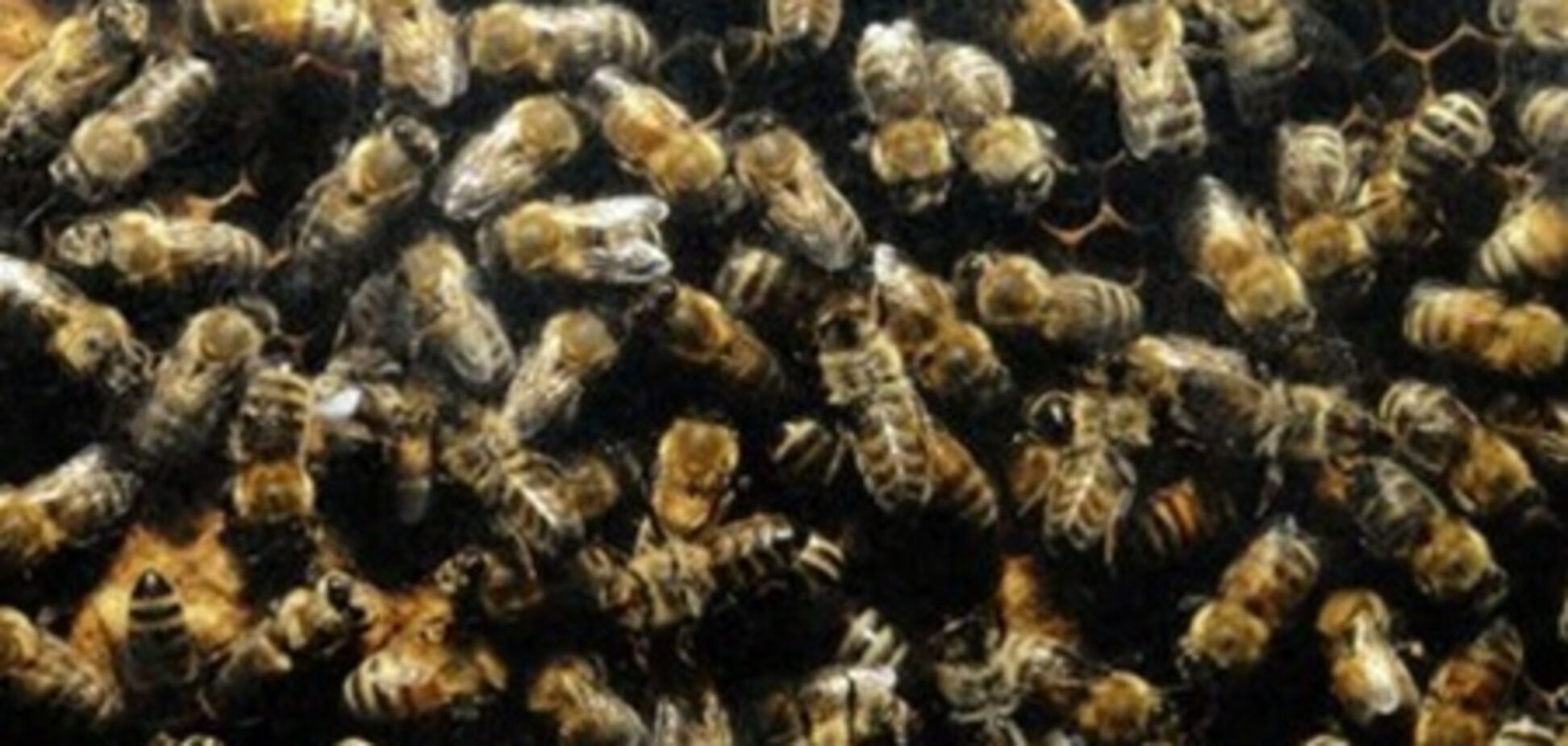 Депутат помер від нападу бджіл