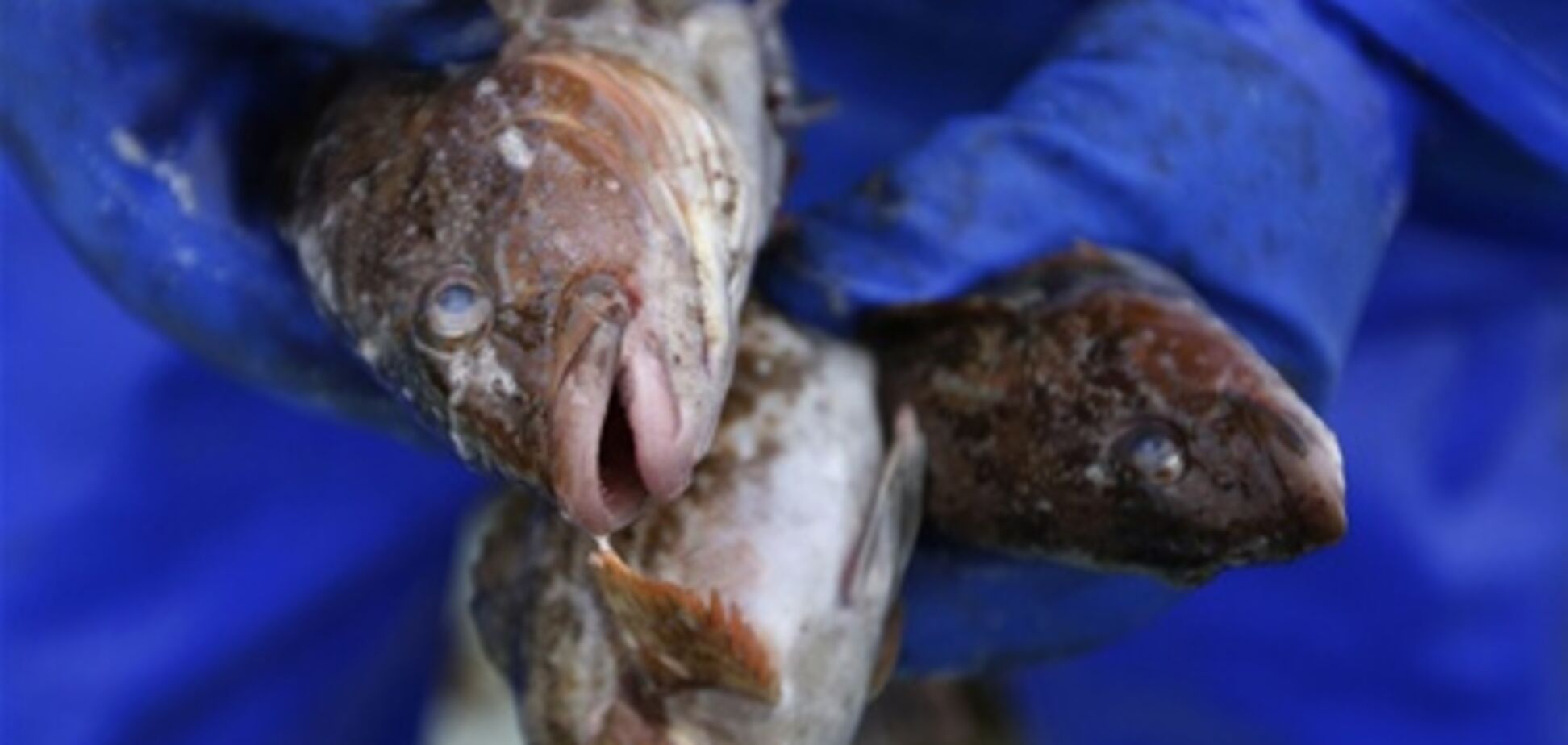 Вилов риби біля аварійної АЕС 'Фукусіма-1'
