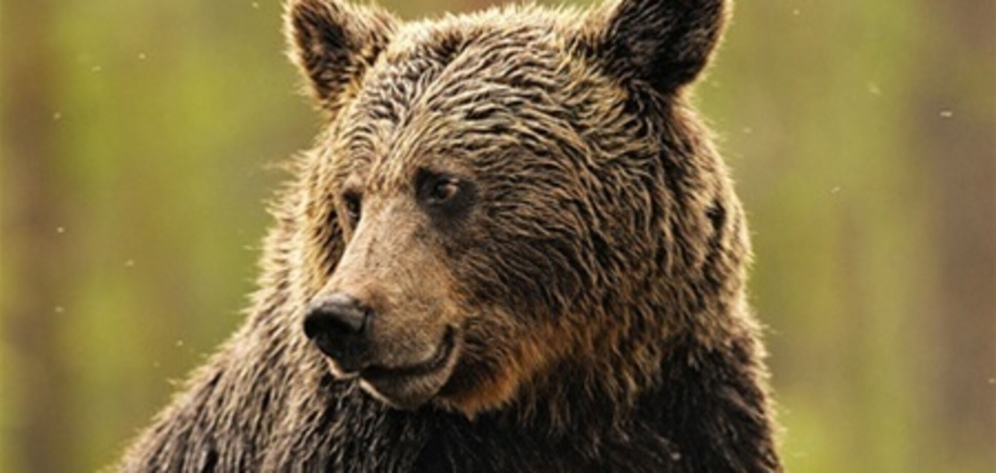 Помер найстаріший бурий ведмідь на планеті