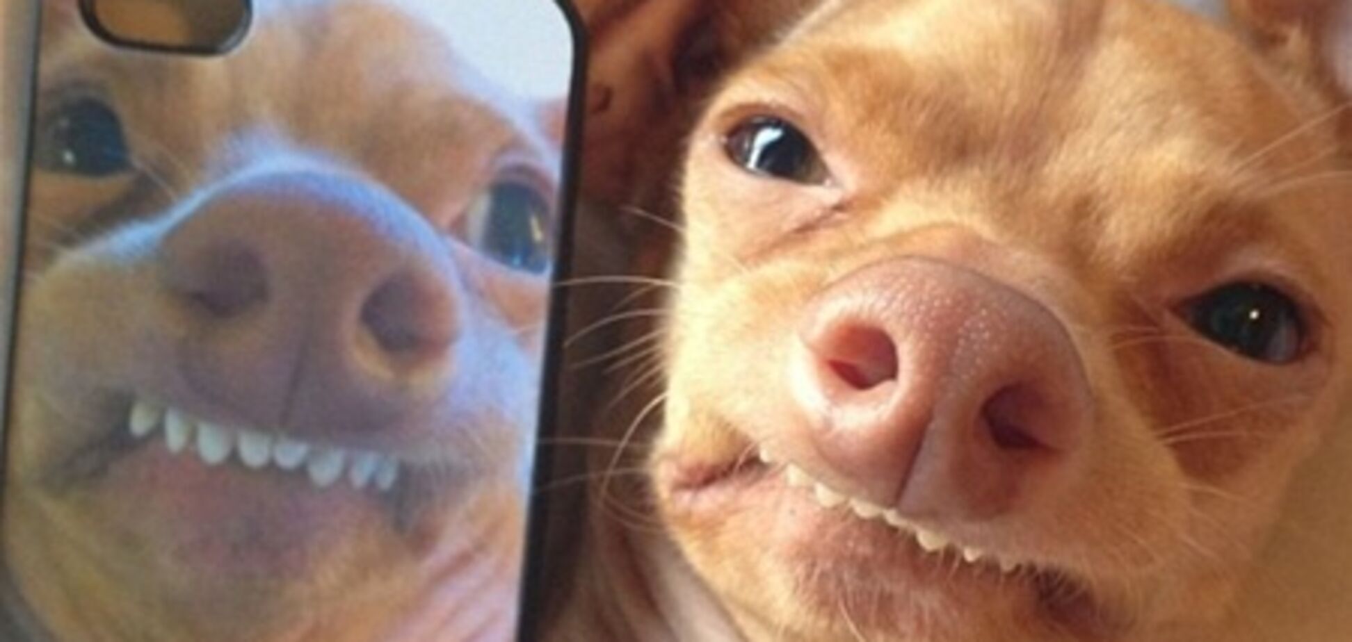 Пес Тунец покорил Интернет неправильным прикусом