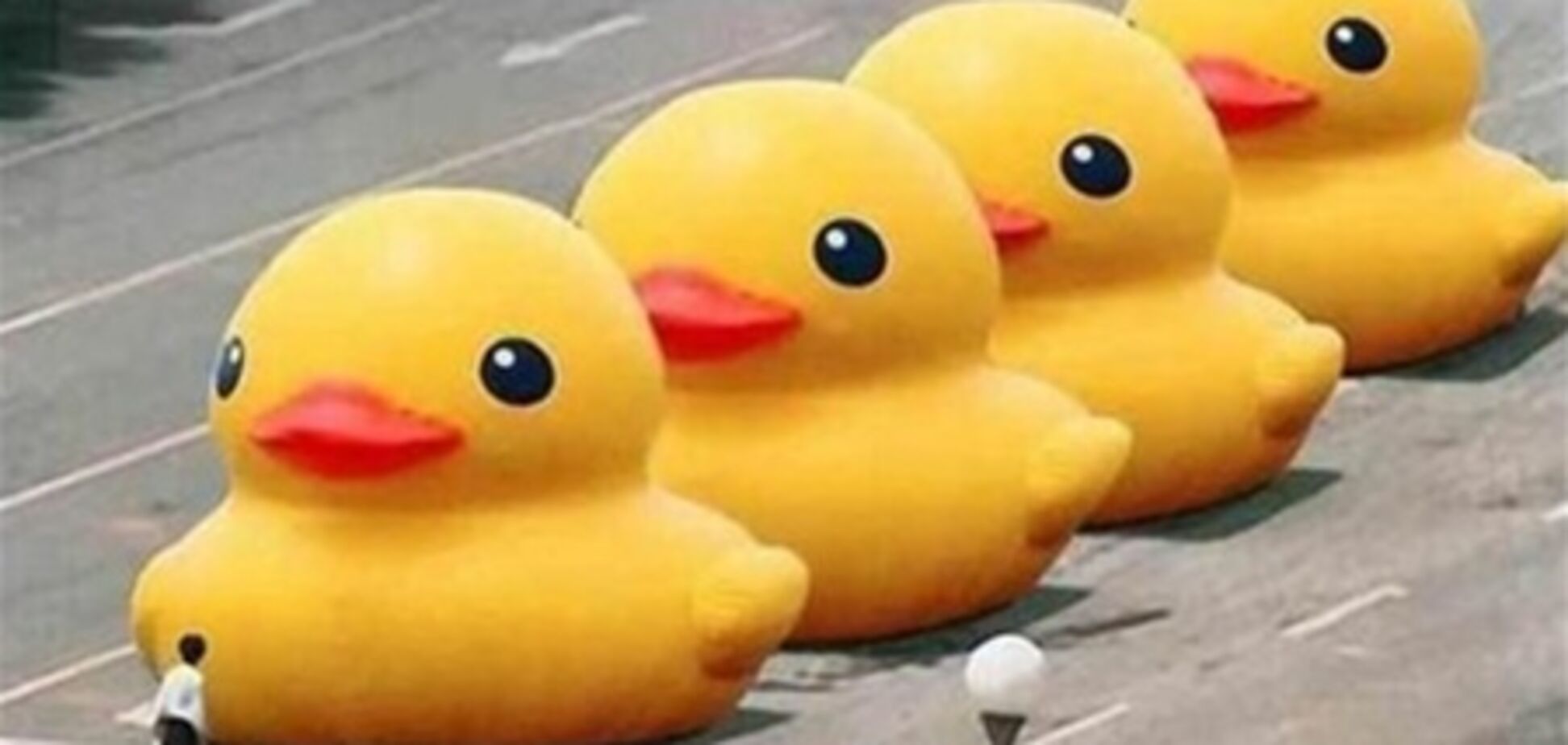 Китайцям заборонили шукати 'великих жовтих качок'