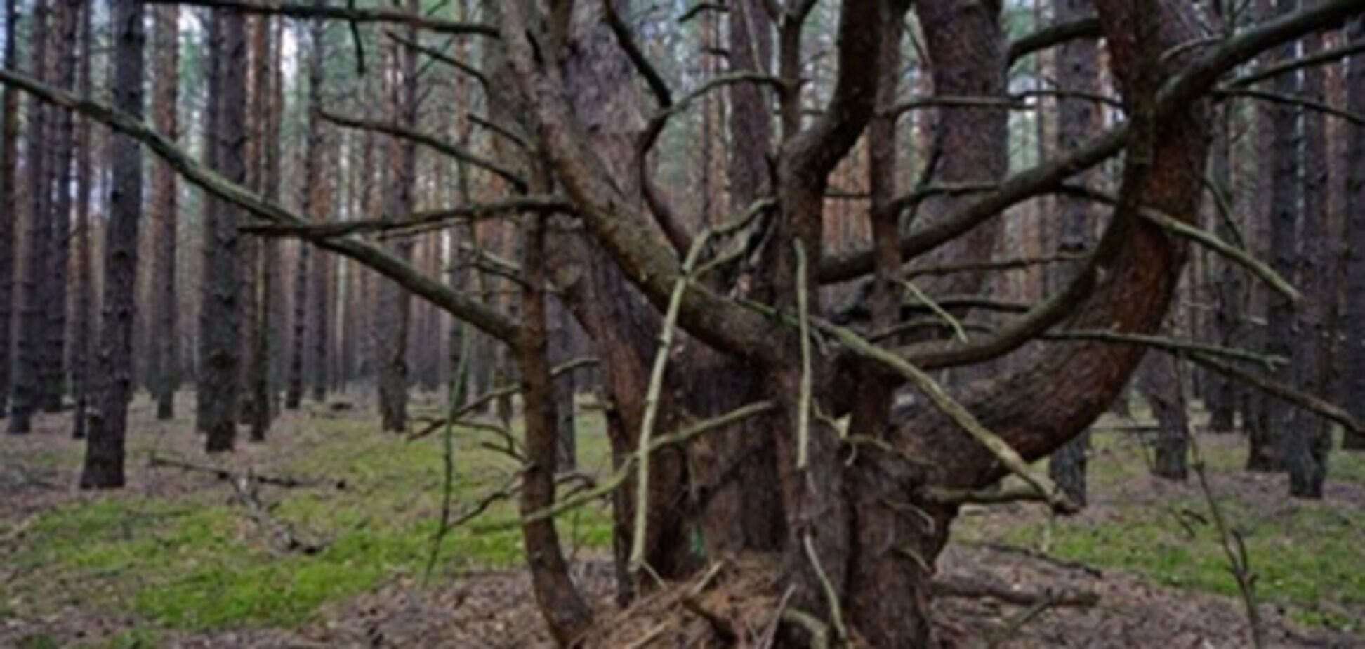 В Белоруссии хотят делать мебель из чернобыльских деревьев