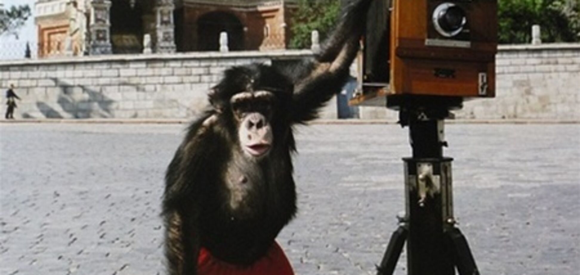У Лондоні в якості фотографа прославилася мавпа