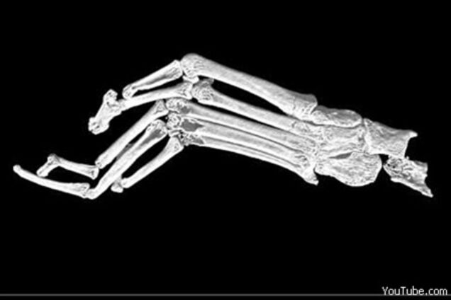 Палеонтологи виявили в Китаї найдавніший скелет примату