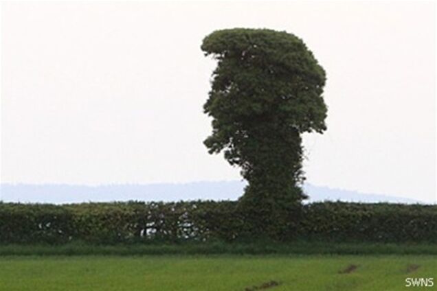 В Англии нашли дерево-Элвис