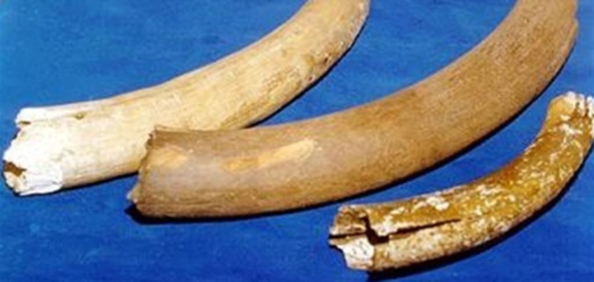 У Росії мамонтів можуть прирівняти до нафти, газу і вугіллю