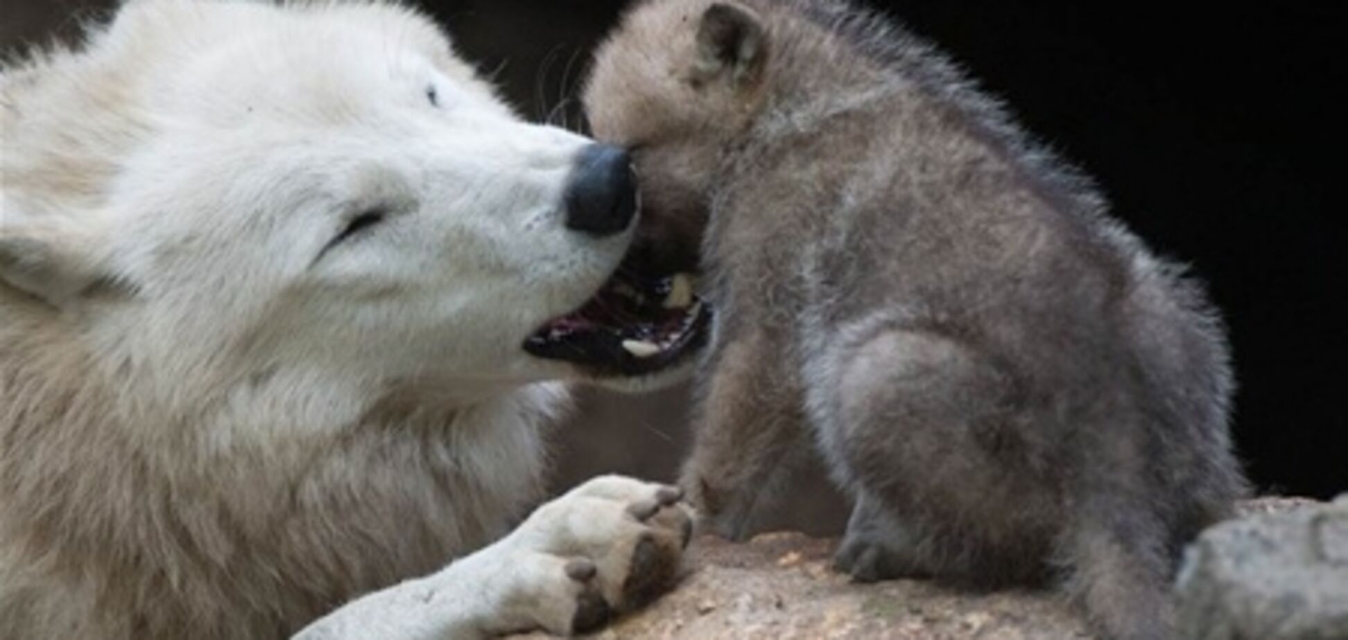 В мире животных - 08.06.2013