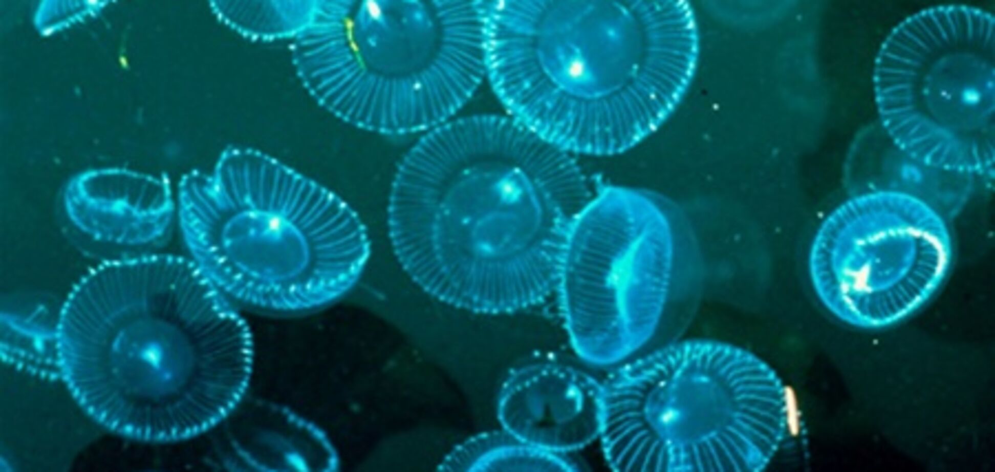 Медузы атакуют курорты Средиземноморья