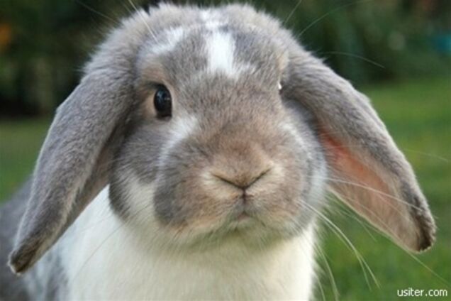 Ролик о купании кролика в раковине взорвал Интернет