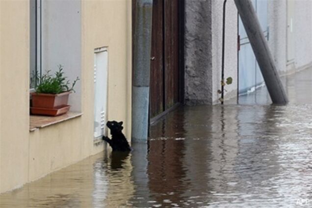 В Европе спасатели помогают животным при наводнении