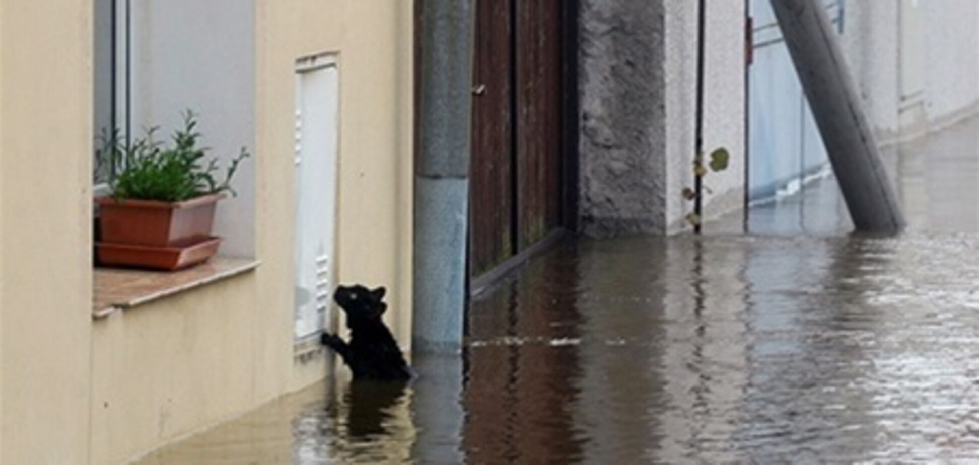 В Европе спасатели помогают животным при наводнении