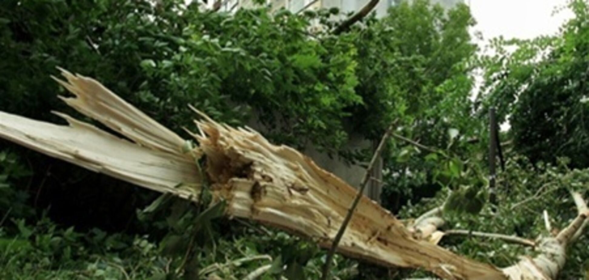 У Москві вітром повалило майже 400 дерев