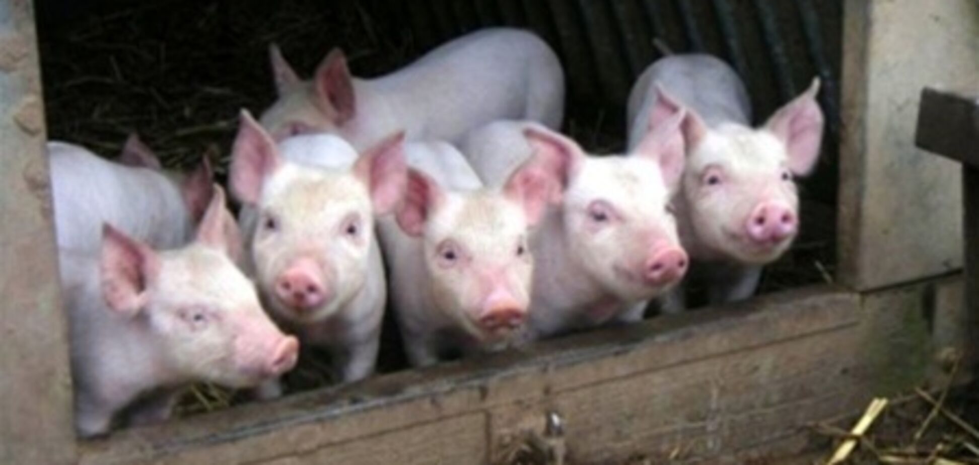 Африканская чума свиней может стать опасна для человека – Онищенко 