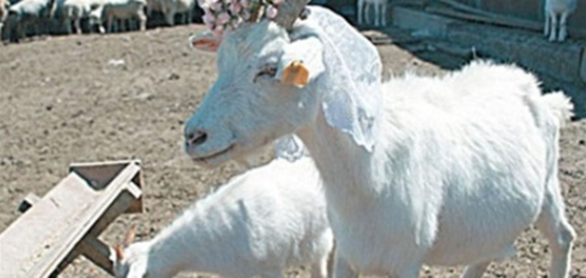 У Росії коза виграла фотоконкурс 'племінних красенів'