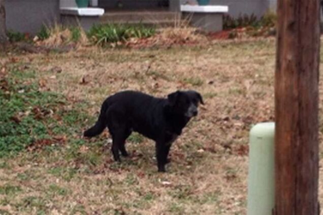 Бродячий пес пять лет водит за нос службу отлова животных