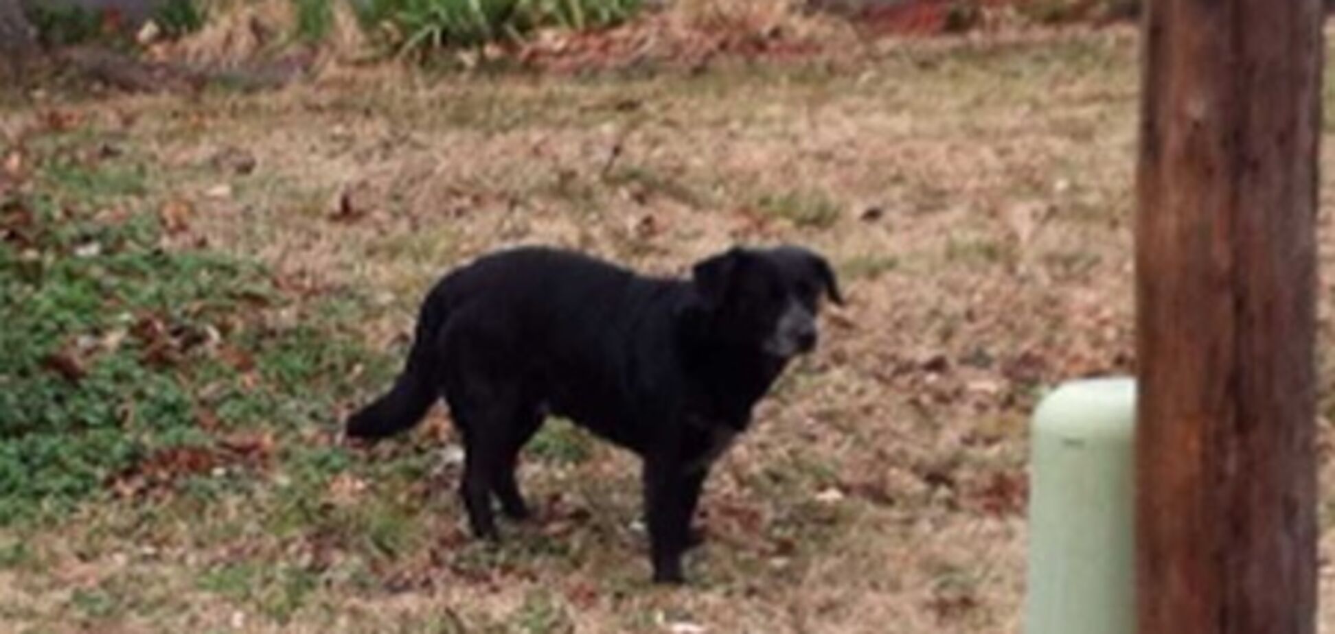 Бродячий пес пять лет водит за нос службу отлова животных