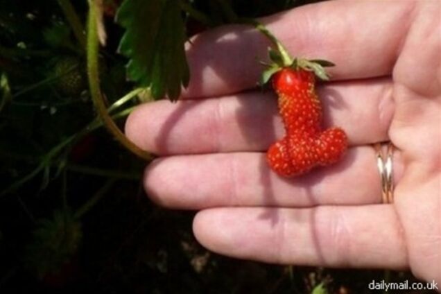 На городі у британки виросла полуниця у формі чоловічого члена