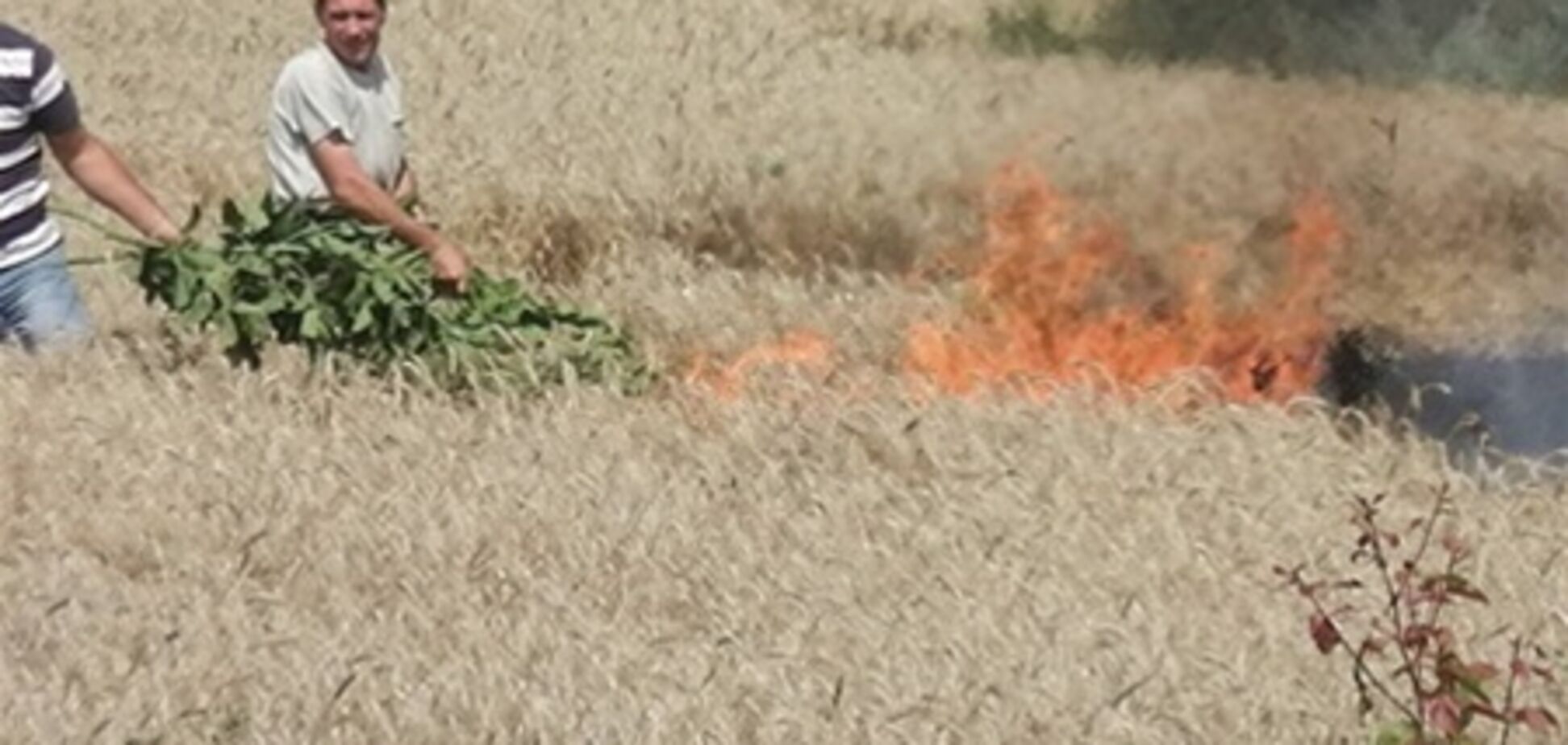 На фирме Корнацкого подожгли поле пшеницы