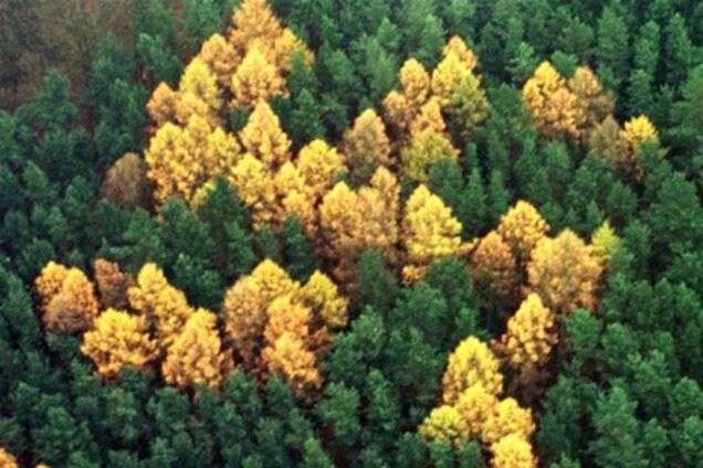 Таинственная свастика из деревьев ставит экспертов в тупик