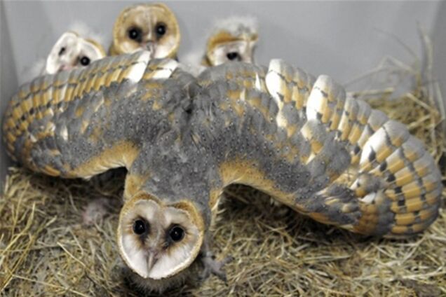 В мире животных - 13.07.2013