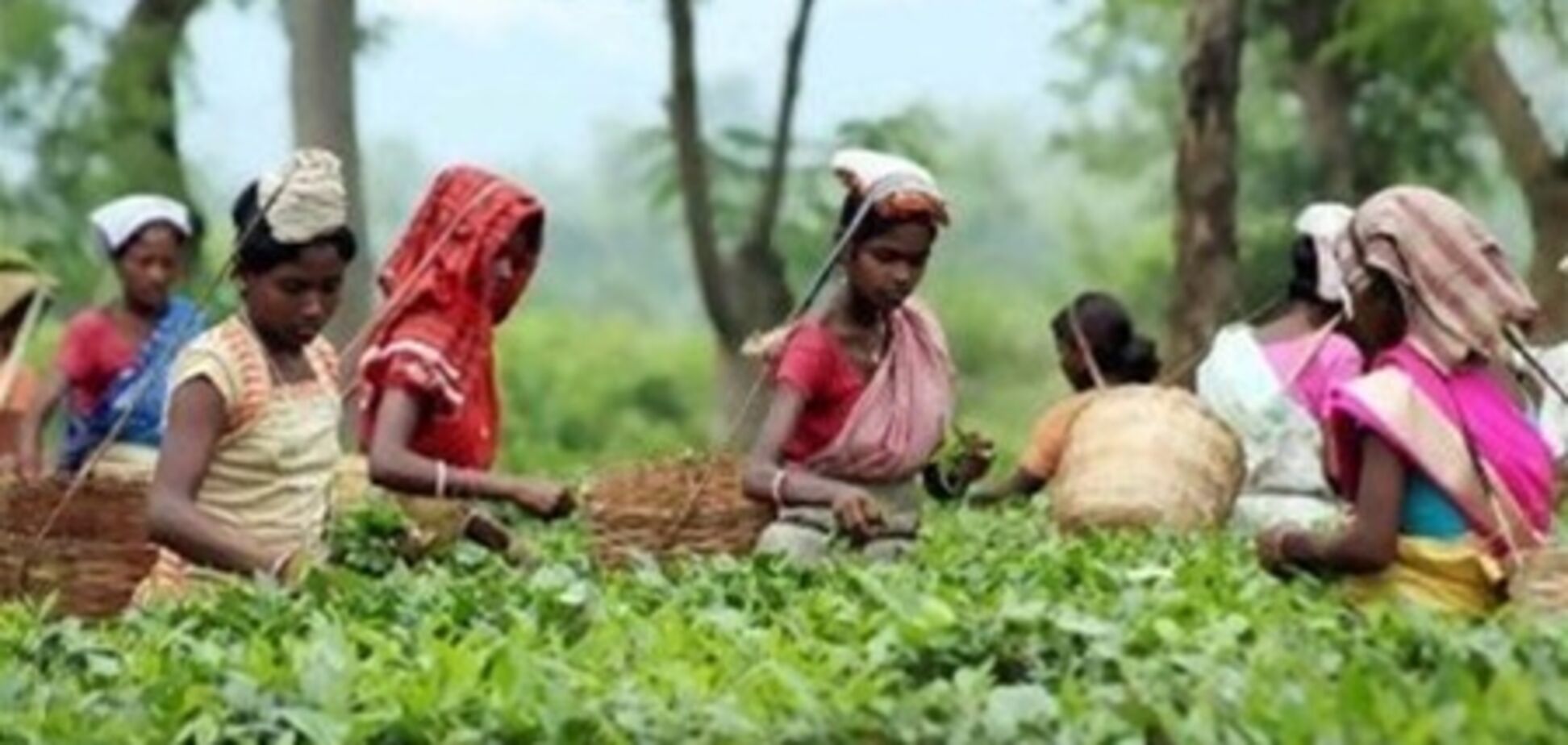 Индийский чай теперь будет производиться по стандарту