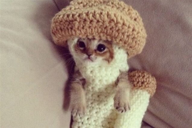 Котенок вылечился, благодаря костюму грибочка