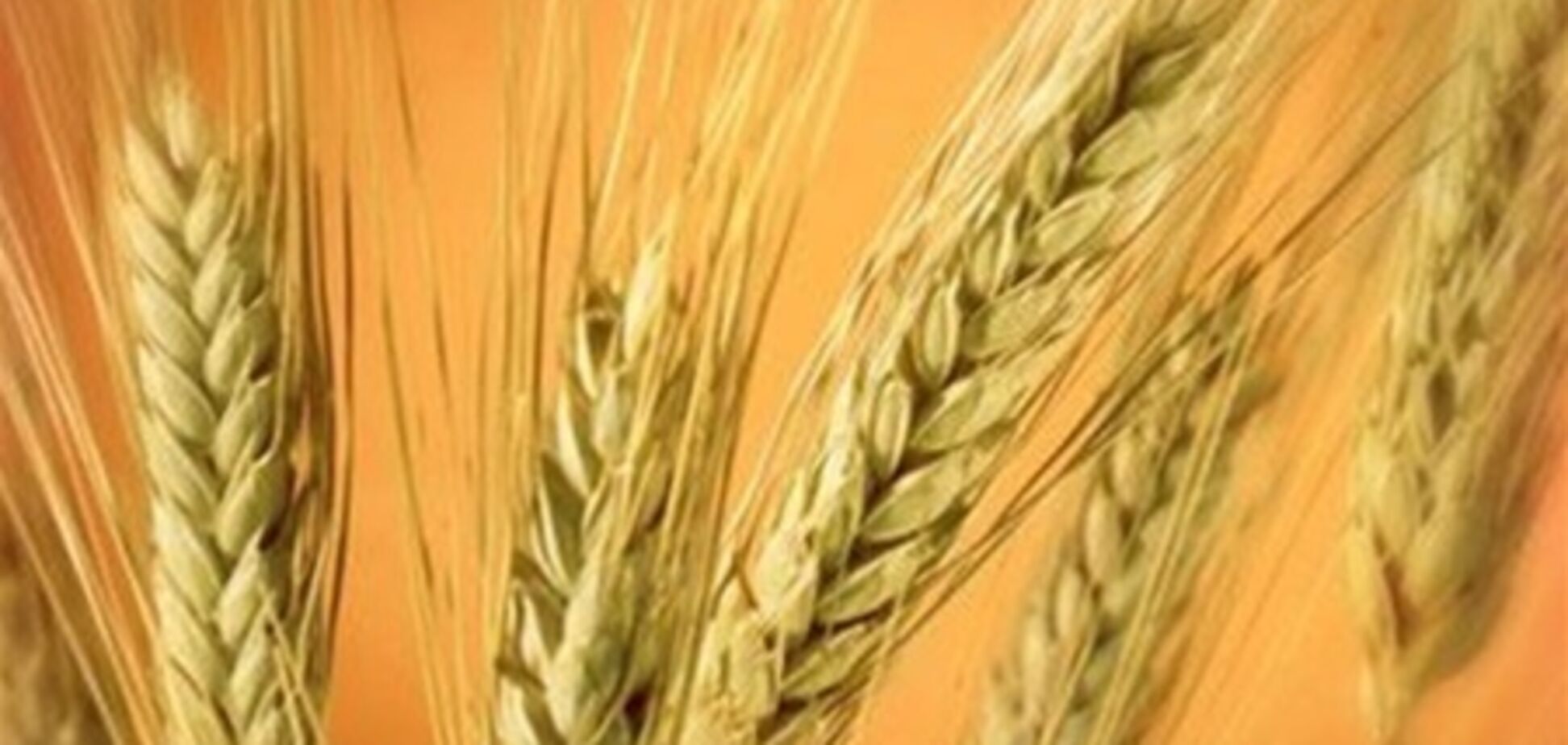 Украина и Россия вернулись к идее создания зернового пула