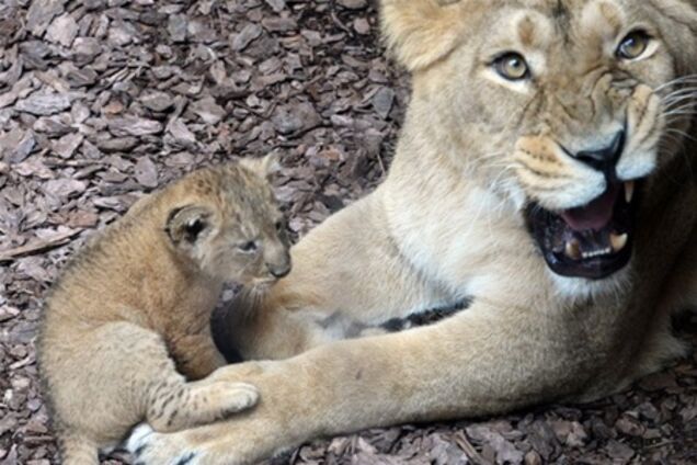 Самки животных сами 'выбирают' пол своих детенышей